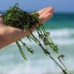 algues un atout pour le compost