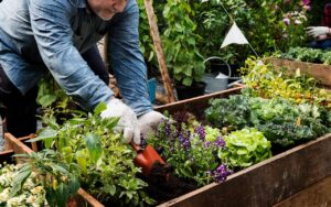aménager un potager urbain
